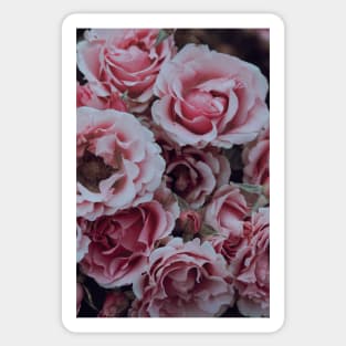 Pastel Pink Garden Roses in Summer Sticker